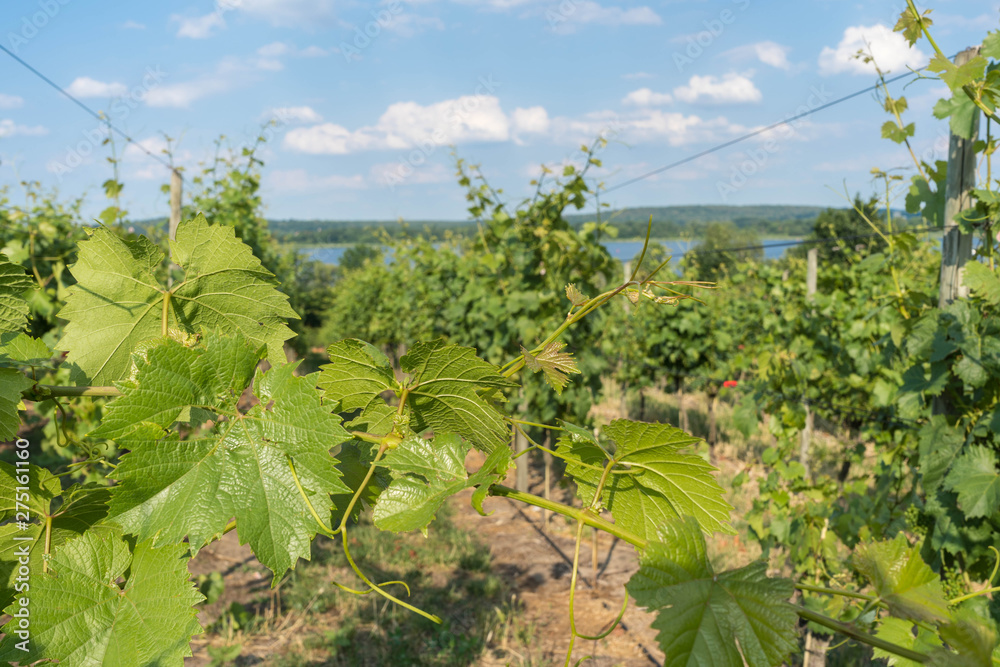 Weinanbau in Werder (Havel) in Brandenburg