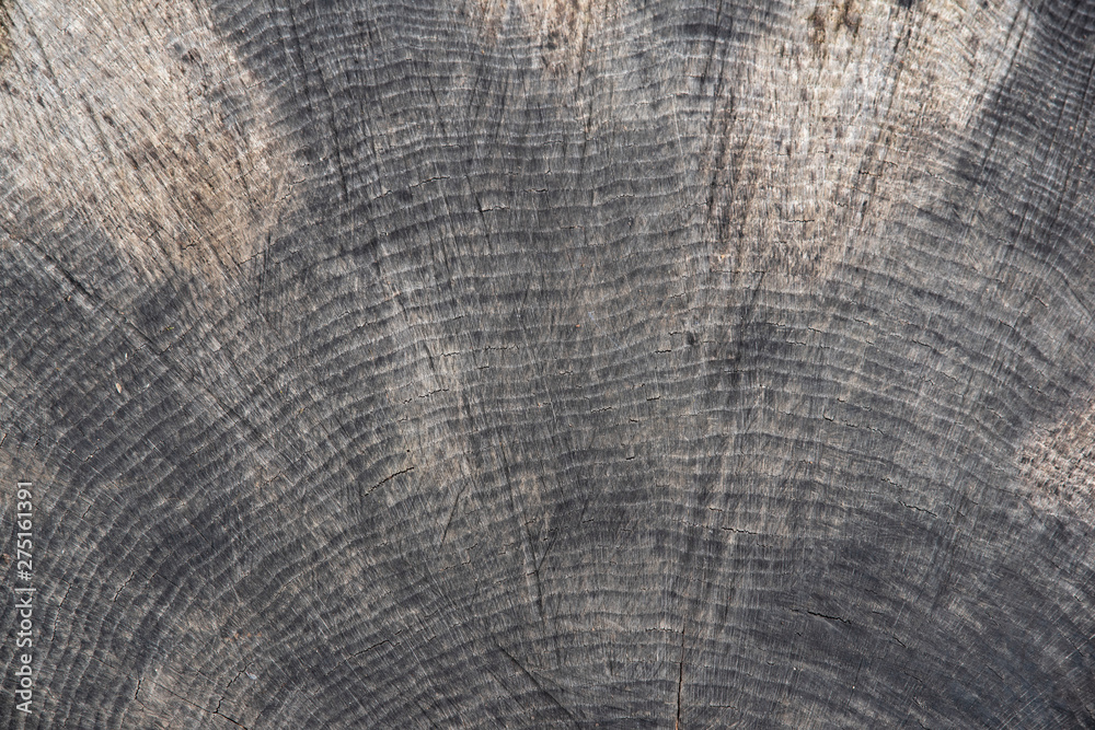 Fototapeta premium Background of a cut tree trunk