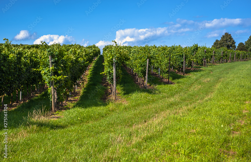 Rows of grapes in vineyard Rows of grapes in vineyard