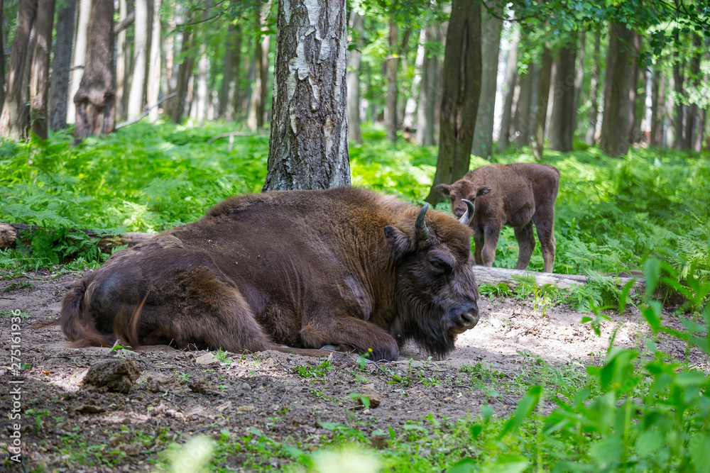 Fototapeta premium European bison, wisent