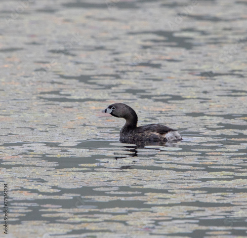 Pied_ Billed Grebe photo