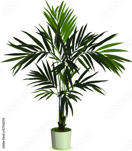 Realistic houseplant vector in bowl isolated on white blackground.