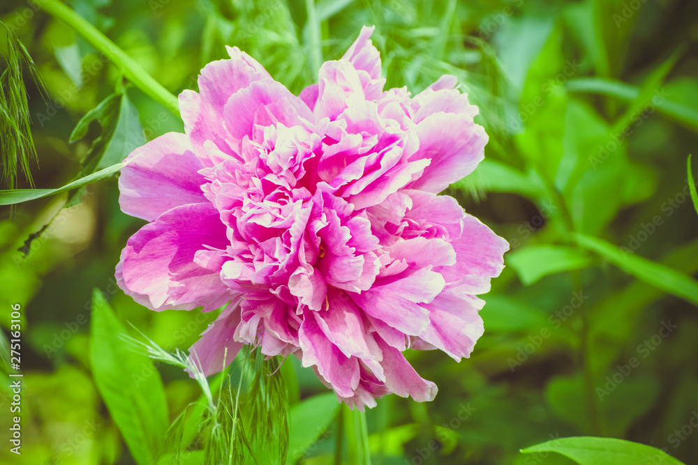 beautiful pions in the garden beautiful pions in the garden