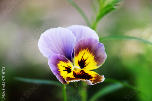 Pansy Multicolored Pansies Background Purple photo