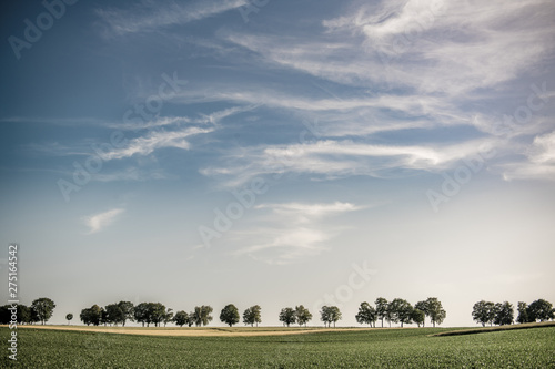 Baumreihe Abendsonne photo