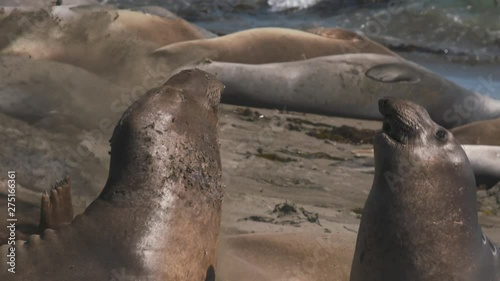 Handheld, close up, slow motion footage of two elephant seals fighting next to other seals.
