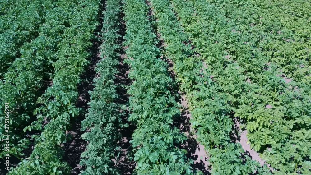 Potato Field Aerial View. Rows of Potatoes in a Field Aerial Dron Shoot. Rows of Green and Organic Potatoes Growing on a Farm on Sunny Summer Day. Green Field of Flowering Potatoes. Young Potatoes Bef Potato Field Aerial View. Rows of Potatoes in a Field Aerial Dron Shoot. Rows of Green and Organic Potatoes Growing on a Farm on Sunny Summer Day. Green Field of Flowering Potatoes. Young Potatoes Bef
