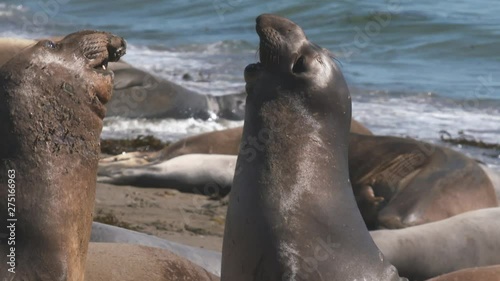 Handheld, close up, slow motion footage of two elephant seals fighting, one bites the other's neck.