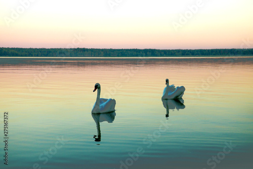 Fototapeta Naklejka Na Ścianę i Meble -  Two black swans of cygnus atratus floating on a motionless lake at sunset