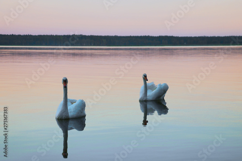 Beautiful swans swim on the lake during sunset, free space. © Dzmitry