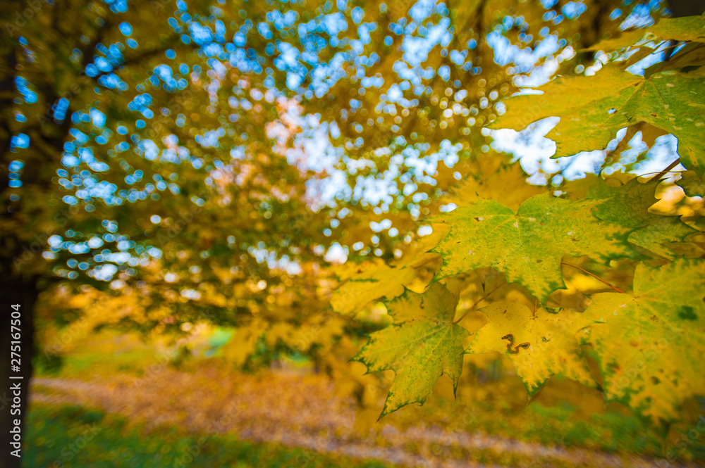 Yellow and green leaves of a maple on a tree. Maple leaves on the background of bright autumn