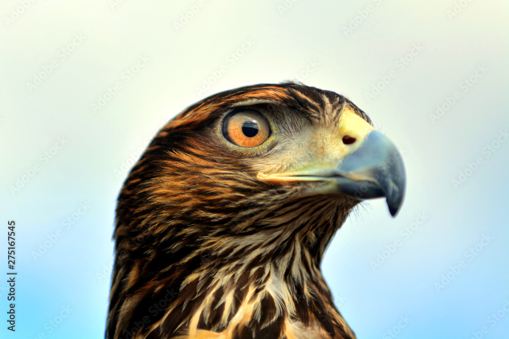 Closeup of Harris's hawk bird of prey. Bird strike prevention on Salgado Filho International Airport, in Porto Alegre, Brazil Closeup of Harris's hawk bird of prey. Bird strike prevention on Salgado Filho International Airport, in Porto Alegre, Brazil
