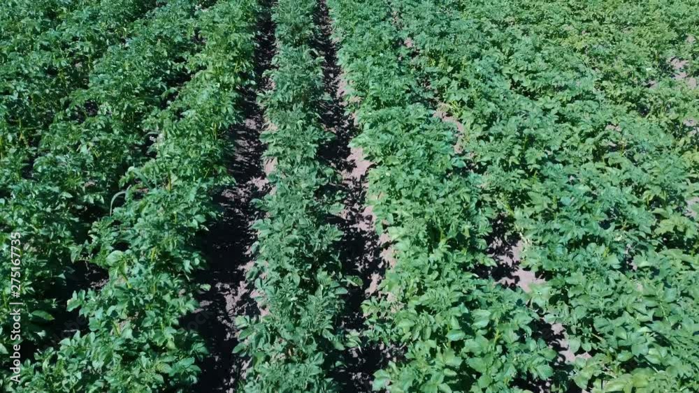 Potato Field Aerial View. Rows of Potatoes in a Field Aerial Dron Shoot. Rows of Green and Organic Potatoes Growing on a Farm on Sunny Summer Day. Green Field of Flowering Potatoes. Young Potatoes Bef Potato Field Aerial View. Rows of Potatoes in a Field Aerial Dron Shoot. Rows of Green and Organic Potatoes Growing on a Farm on Sunny Summer Day. Green Field of Flowering Potatoes. Young Potatoes Bef