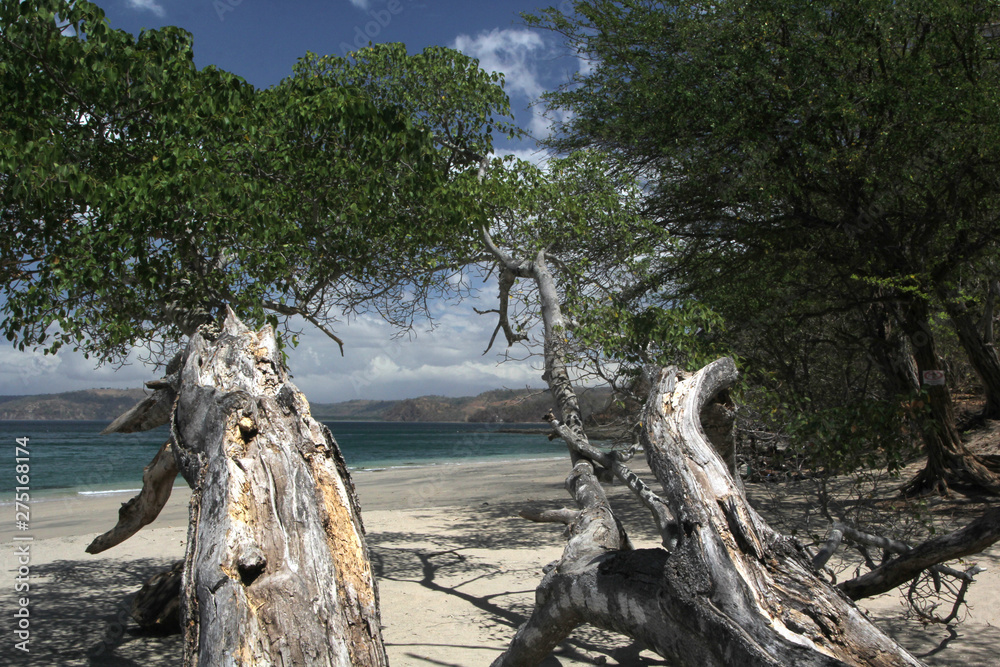 White sand beach with coastal tree overhang