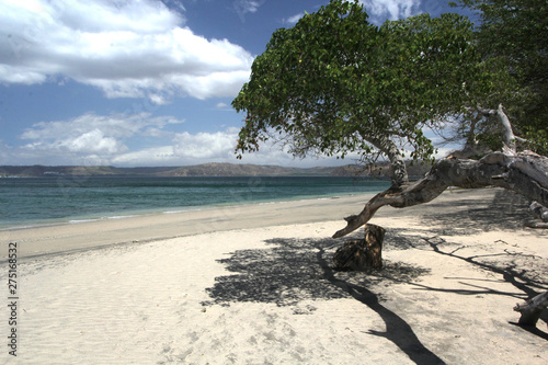 White sand beach with coastal tree overhang