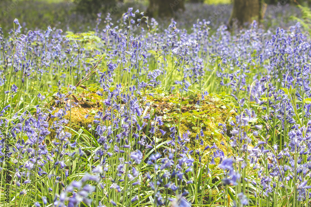Fototapeta premium field of blue flowers