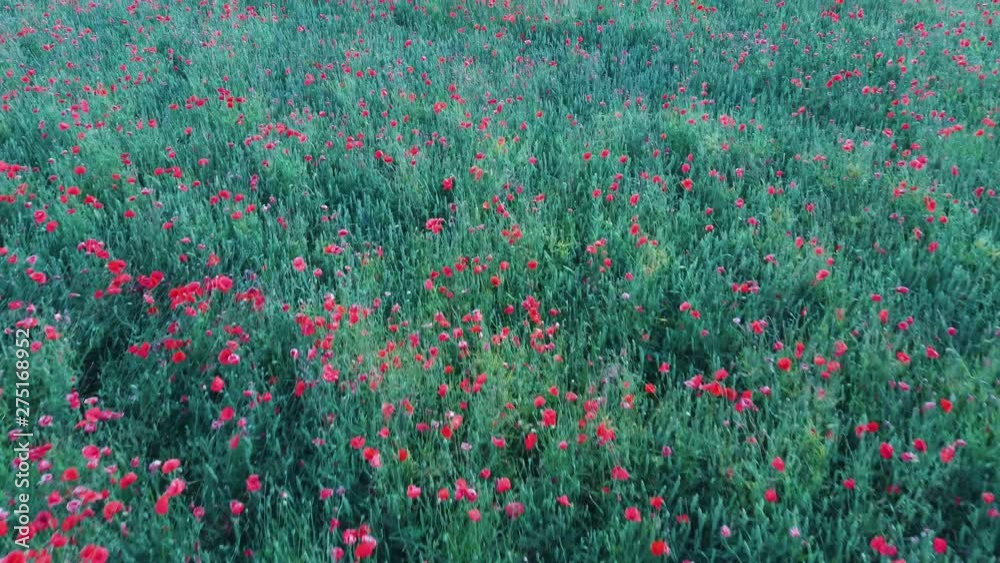 Flying Over Field With Poppy Flowers Aerial Dron Shoot. Field of the Red Flower Poppy Nature Green Summer Sky Landscape Meadow. Flying Over Field With Poppy Flowers Aerial Dron Shoot. Field of the Red Flower Poppy Nature Green Summer Sky Landscape Meadow.