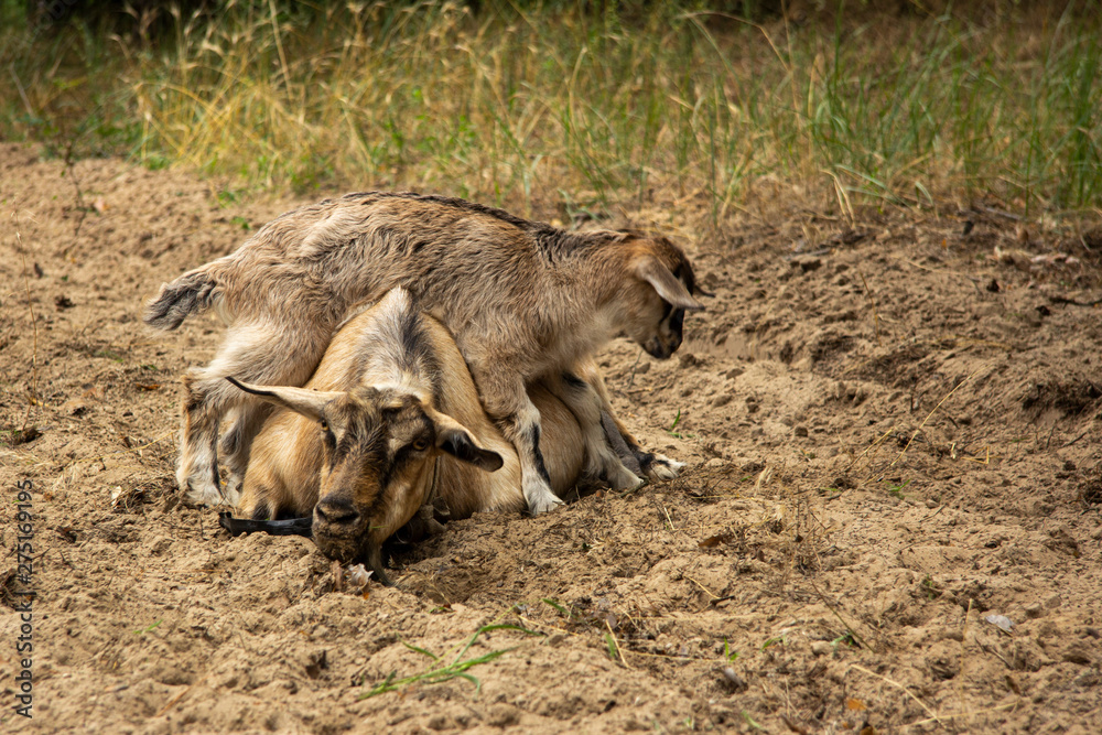 Mother goat with a kid is played in the forest Mother goat with a kid is played in the forest