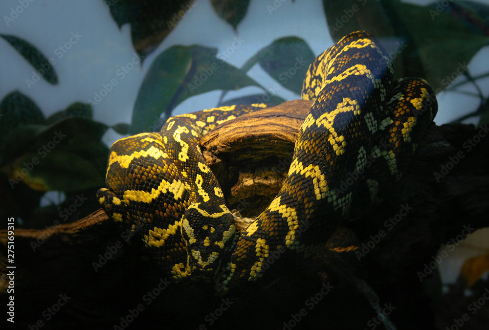 Snake in captivity resting in terrarium Snake in captivity resting in terrarium