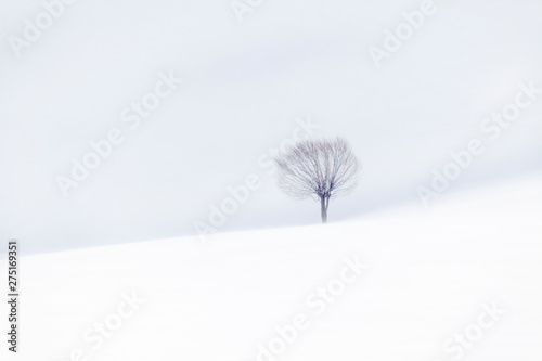 Fototapeta Naklejka Na Ścianę i Meble -  tree in snow