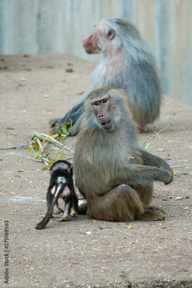 Beautiful Papion Female baboon looking at a young with a male looking in front