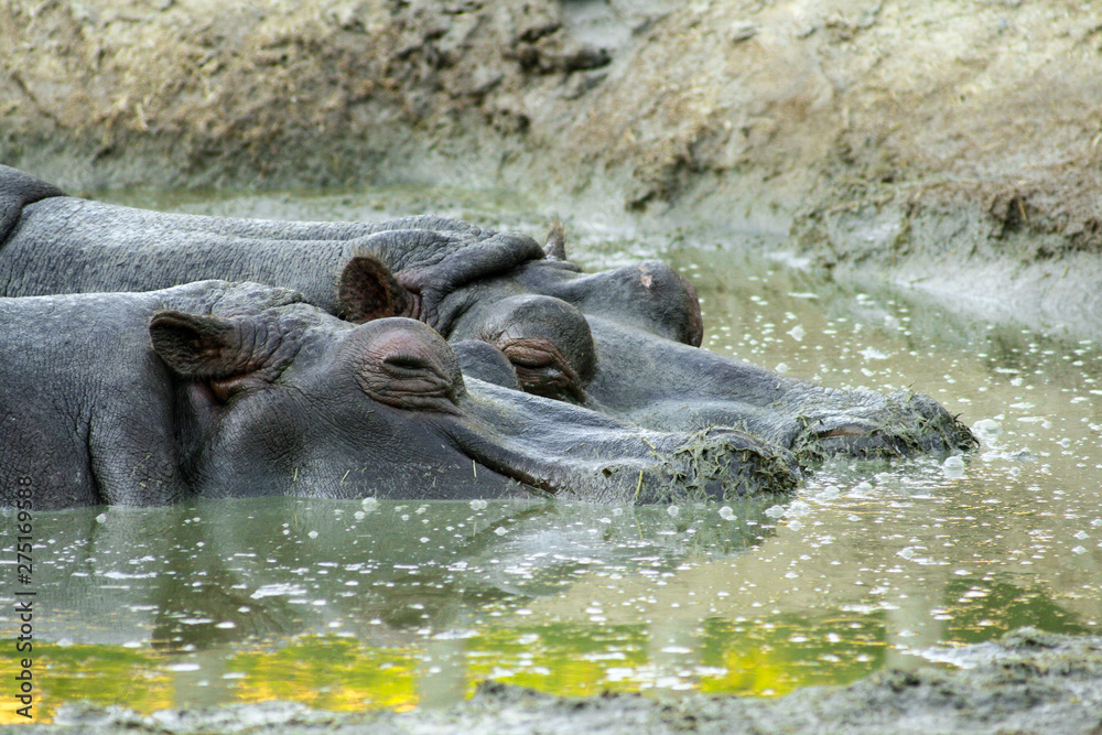 Couple of beautiful hippos (Hippopotamus amphibius) floating in the water with their heads out Couple of beautiful hippos (Hippopotamus amphibius) floating in the water with their heads out