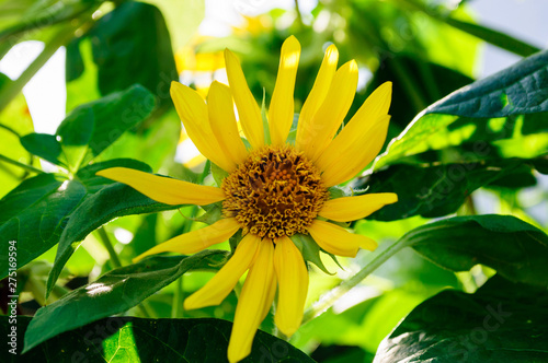 Beautiful yellow Buzulnik in the garden, Ligularia. photo