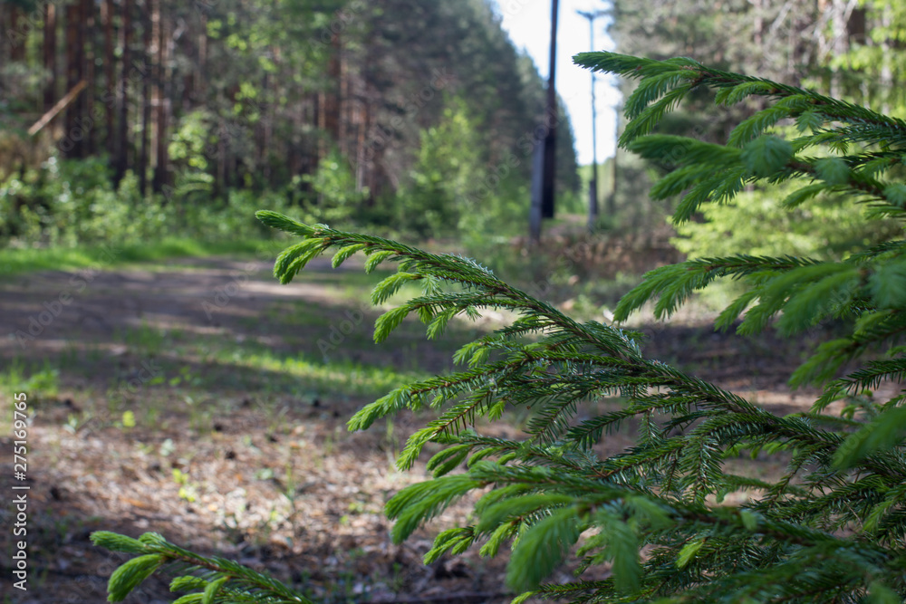 Obraz premium path in the forest