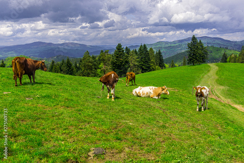 Cow in Mountains - Pieniny  Poland