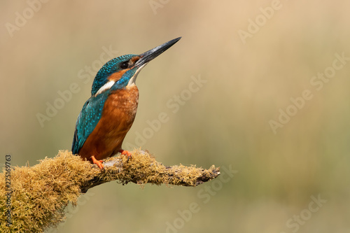 Kingfisher (Alcedo atthis) perched on moss covered branch 