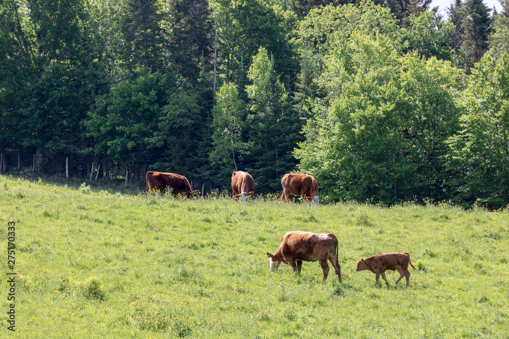 Vache et boeuf, Campagne de l'Estrie, Cantons de l'Est, Québec Canada