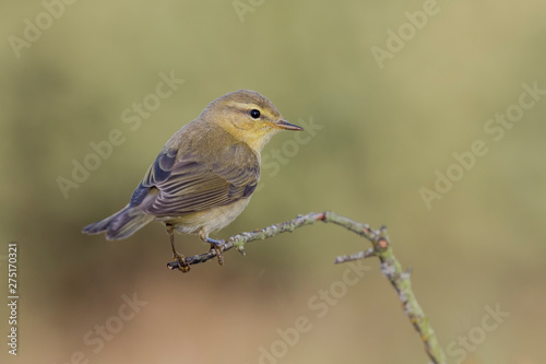 Phylloscopus trochilus, Willow Warbler perched on a branch. Migratory insectivorous bird. Spain. Europe.