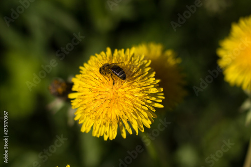 bee collecting honey on a dandelion
