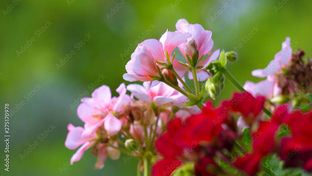 Shot of Colorful Tropical Flowers and Leaves