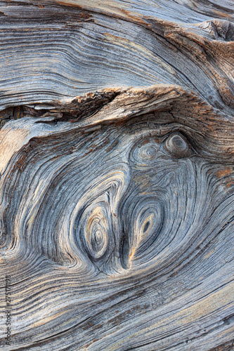 CLOSE UP OF TEXTURE OF TREE TRUNK