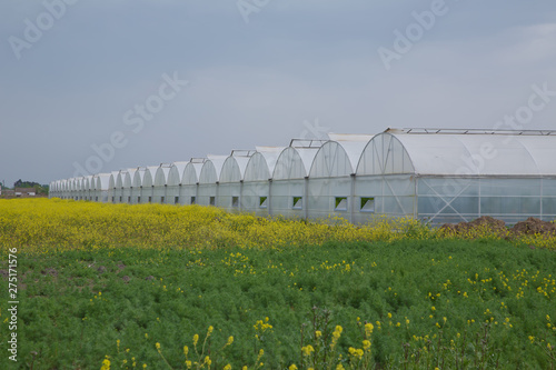 Canvas-taulu Greenhouses greenhouses glass seedlings of flowers and plants the nature of the greenery growing flora for planting