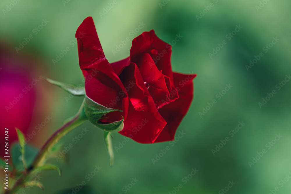 One beautiful dark red rose on green branch with water drops One beautiful dark red rose on green branch with water drops