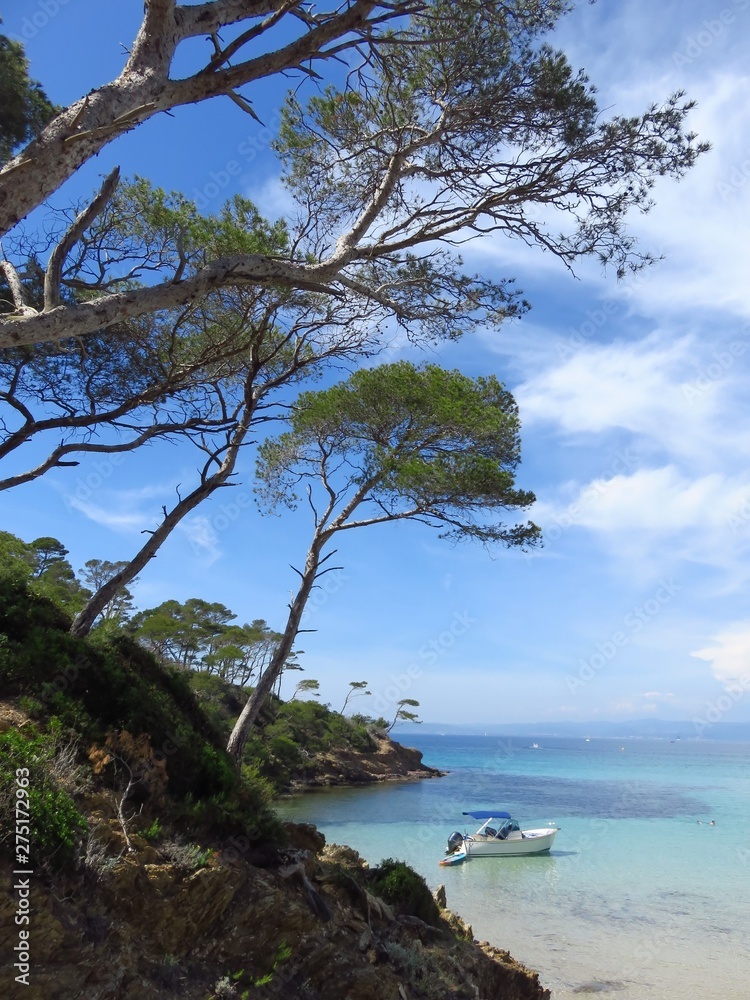 Île de Porquerolles, plage Notre-Dame, pins au bord de l'eau turquoise de la mer Méditerranée (France)