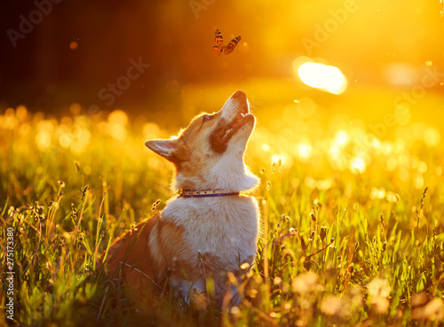 beautiful red dog puppy Corgi fun catches a butterfly flying on a Sunny warm ...