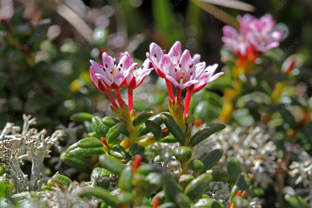 Obraz premium azalea nana (Loiseleuria procumbens)
