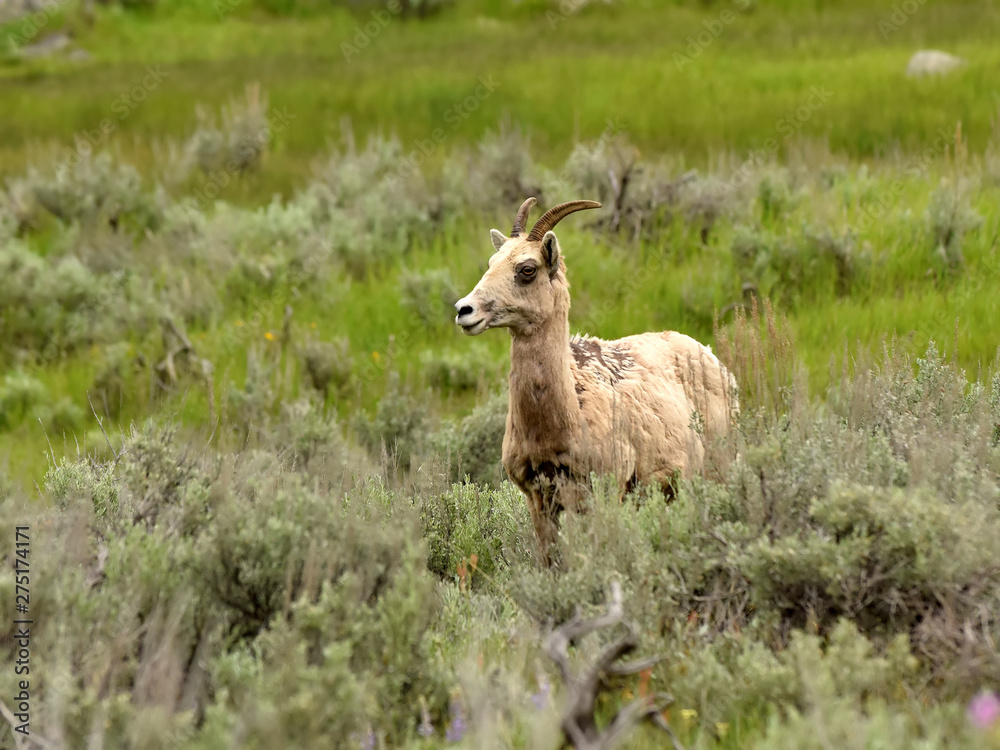 Bighorn sheep - ewe - in natural environment Bighorn sheep - ewe - in natural environment