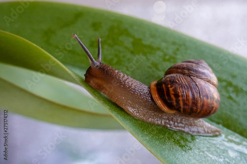 snail on green leaf