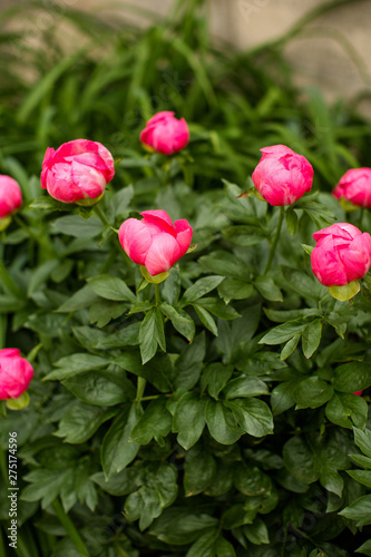 Group of Pink Tulips