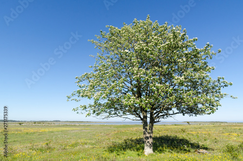 Lone Whitebeam tree by springtime in a green and bright coastland with yellow flowers