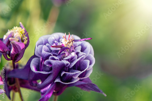 Slika na platnu Deep purple flower terry aquilegia Winky on a bed in the summer garden close-up