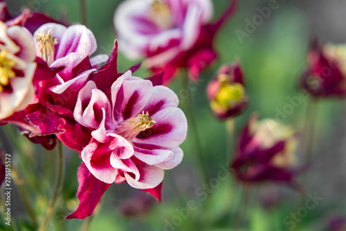Burgundy flowers terry aquilegia Winky on a bed in the summer garden close-up
