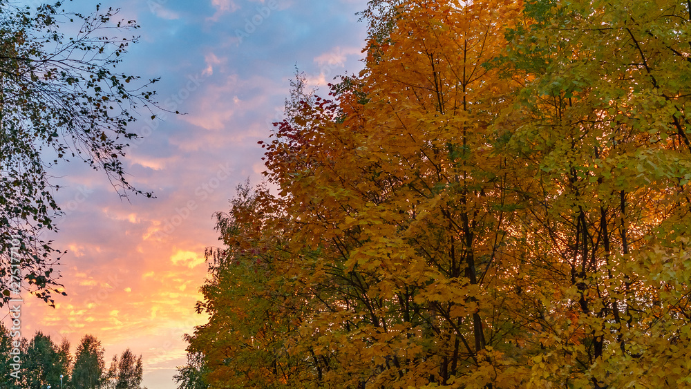 Autumn treetops against a cloudy sky at sunset. Background Autumn treetops against a cloudy sky at sunset. Background