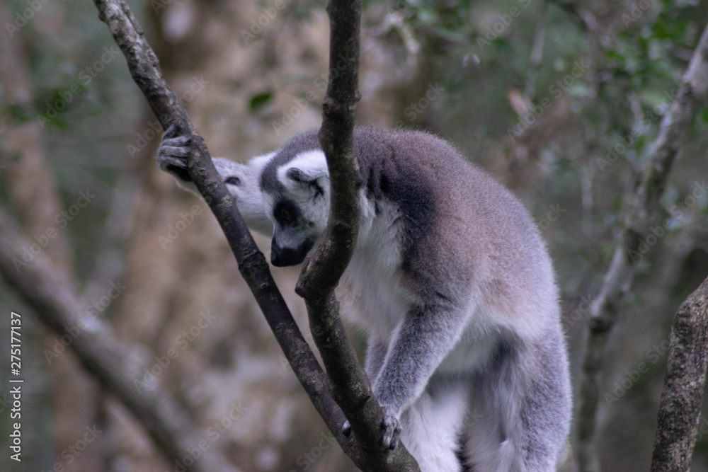 Fototapeta premium singes