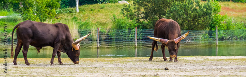 ankole watusi, a american cross breed of domestic cattle with wide horns, popular safari and zoo animals photo