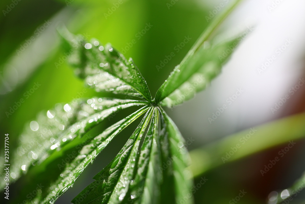 drops of water flow down the leaf hemp drops of water flow down the leaf hemp